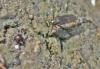 Dolichopus sp.
